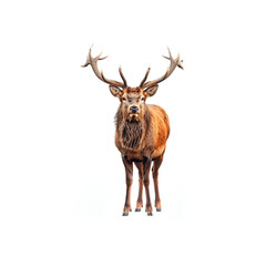 Majestic Deer With Large Antlers on White Background. Generative AI