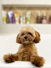 Small dirty beige fluffy puppy dog in the bath tub in bathroom