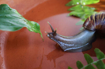 Snails were stretching out to eat leaves that were sticking down into a clay basin filled with...