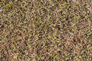 Withered grass background on a sunny day. top view