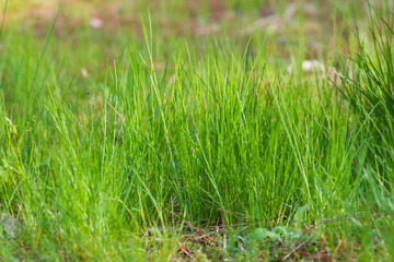 Agrass background with lush green grass growing.