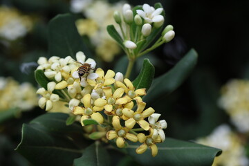Flowers of Japanese cheesewood (Pittosporum tobira) plant