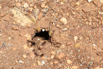 ants carrying food into their nest