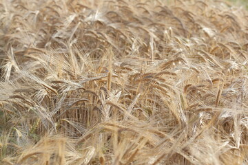 golden wheat field in summer