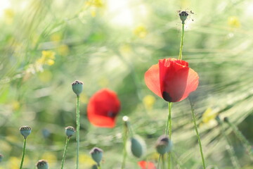 Obraz premium poppies in meadow in spring