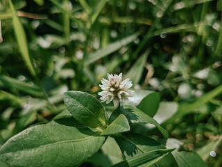 Obraz premium White clover flower with green leaves on a background of green grass