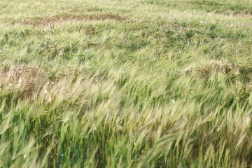 green wheat field in spring