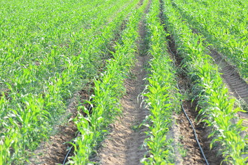 rows of corn plants in field