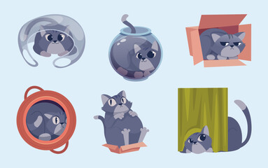 Hiding cat. Domestic animals hidden in different places indoor room kitten in box exact vector cartoon pictures set
