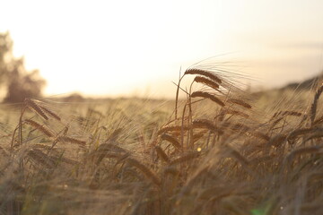 ears of wheat in field at sunset