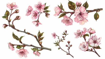Realistic sakura hand drawn set with buds flowers lea - obrazy, fototapety, plakaty