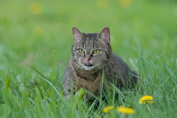 Naklejka na ściany i meble A beautiful tabby cat sits in the grass. 