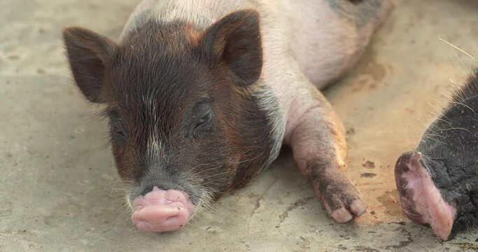 The Gottingen mini pig is the smallest domestic pig breed known in the world. High definition shot at 4K, Slow motion video footage.