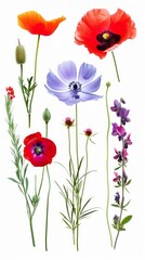 Fototapeta premium Colorful Collection of Pressed Wild Meadow Flowers