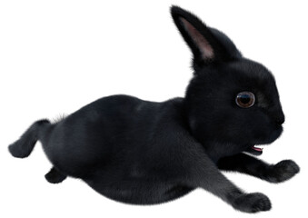 3D Rendering Black Bunny on White