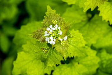 Eine kleine Wanderung auf den Höhenweg der Stadt Schmalkalden mit typischen Aprilwetter - Thüringen - Deutschland