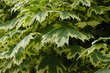 White maple leaves on a branch.