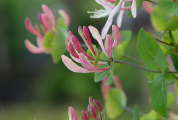 Climbing shrub, type species of the genus Honeysuckle, family Honeysuckle.