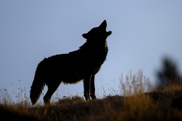 Silhouette of a black wolf in the sunset light, South Africa