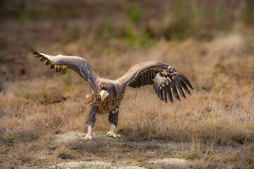 The Kamchatka eagle (Haliaeetus pelagicus) is the largest eagle on the planet. The wingspan of females, which tend to be larger than males, can be up to 280 cm.