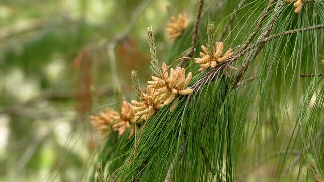Male pollen cones on a mountain pine (Pinus brutia) tree branch with green spring needles close up