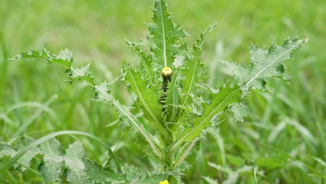 Sonchus asper blooming plant with pointed leaves close up. Spring yellow flower of prickly sow-thistle. Wild field weed