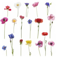 Fototapeta premium Colorful Collection of Pressed Wild Meadow Flowers