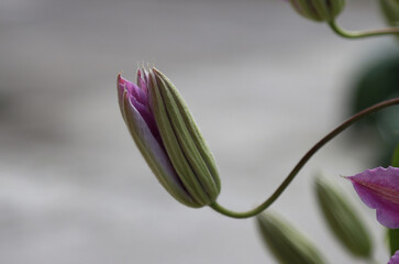 Blooming pink clematis flower.
