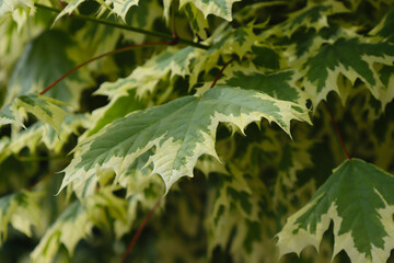 White maple leaves on a branch.