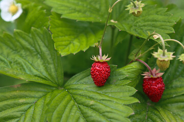 Berries of wild strawberries.