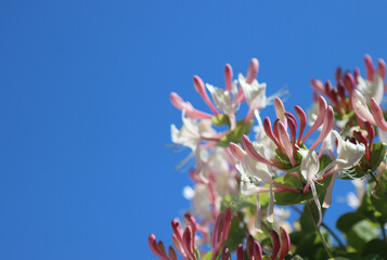 Climbing shrub, type species of the genus Honeysuckle, family Honeysuckle.