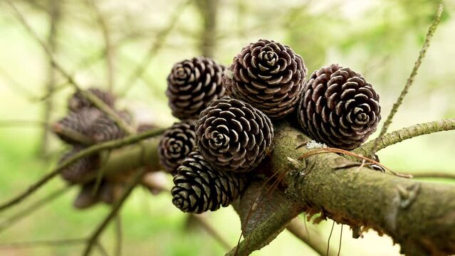 Pine seed cones on a branch of a coniferous spring tree close up in woodland. Pinus brutia