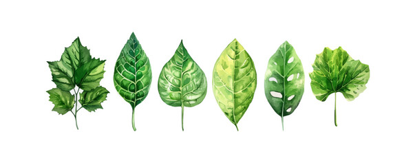 Hand drawn vector illustrations of 8 green leaves
