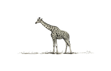 Giraffe standing hand drawn sketch engraving style. vector simple illustration