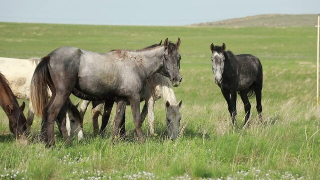 A herd of horses graze on the meadow