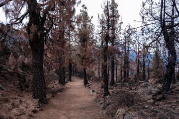 Black trunks and brown branches of pine after forest fire , summer fire, ecology cocnept