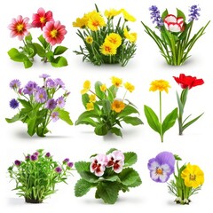 Fototapeta premium Flat lay view of various pressed colorful flowers and green leaves artistically arranged on a clean white background, perfect for crafting and decor.