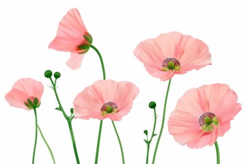 Fototapeta premium Flat lay view of various pressed colorful flowers and green leaves artistically arranged on a clean white background, perfect for crafting and decor.