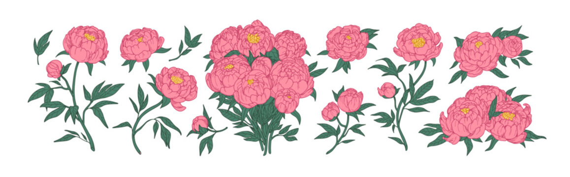 Blossomed peony flowers set. Japanese floral buds, plants, gorgeous bouquet. Beautiful Japan blooms in retro style. Realistic botanical hand-drawn vector illustrations set isolated on white background