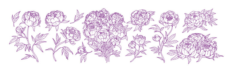 Outlined peony flowers, vintage drawings set. Blossomed floral plants, Japanese blooms, bouquet, retro-style sketches. Botanical engraved hand-drawn vector illustration isolated on white background © Good Studio