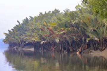 Typical nipa palm (Nipa fruticans).this photo was taken from Sundarbans National Park, Bangladesh.