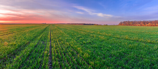 Picturesque sunset over a green field with rows of young shoots of wheat. Panoramic view