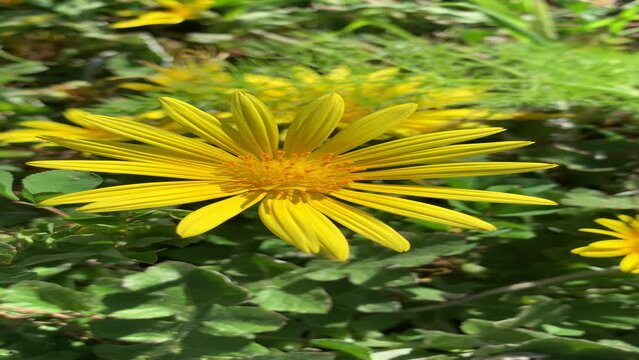 Euryops flower blooming in spring. Vertical. Close up.
