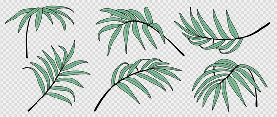 Vector tropical set with green palm branches from different angles isolated on a transparent background. Hand drawn palm branches, outline of palm branches. © Лилия Агапова