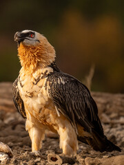 golden bearded vulture at sun