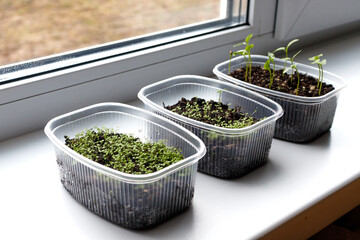Young seedlings in various containers on the windowsill