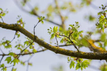 Delicate branches of rock pear in spring with bursting leaf buds