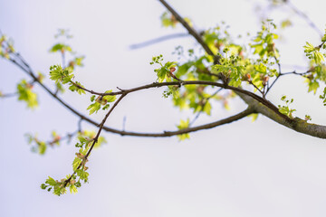 Delicate branches of rock pear in spring with bursting leaf buds