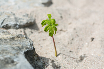 Baby tree growing in dry sandy ground with rocks and sunlight, arid climate