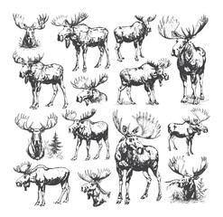 Moose pencil sketch vector set. Horned artiodactyla wild herbivore hoofed northern forest inhabitant animal illustration isolated on white background